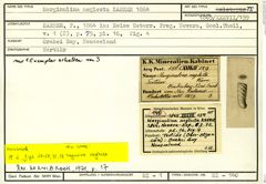 Karteikarte zum Holotyp von Marginulina neglecta Karrer, 1864